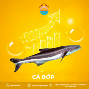 Cá Bớp Rạng Đông
