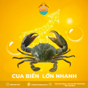 Cua Giống Rạng Đông